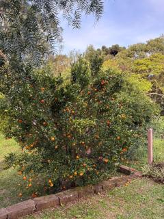 Omma's Haus - Casa de Vó perto de Gramado - 2