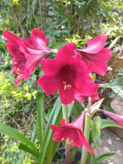 NETHSARA cottage - 1