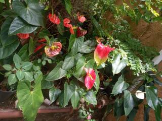 NETHSARA cottage - 1