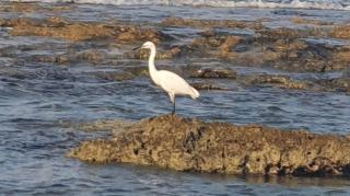 אכזיב על הים - 4