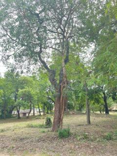 Hlatsi Bushview Apartments & Safaris - 2