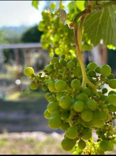 Hospedaje La Casona de los Paredones - 4