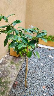 Hotel Z Los Tilos - 3