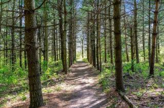 Poolside Pavilion- Hot Tub- Sports Dome -Woodlands - 9