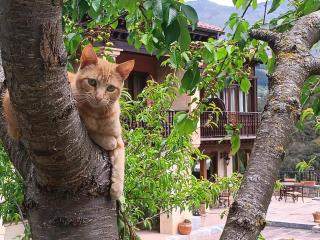 Hotel Finca Malvasia - Adults only - 7