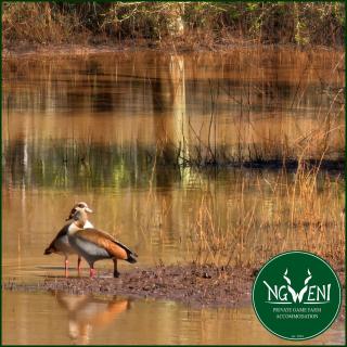 Wellust Bush Cottage at Ngweni Private Game Farm - 8