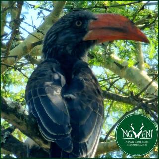 Wellust Bush Cottage at Ngweni Private Game Farm - 9