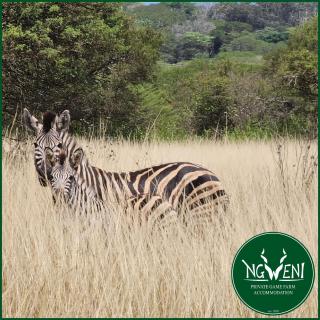 Weltevreden Family Cottage at Ngweni Private Game Farm - 8