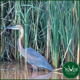 Off-Grid Campsites at Ngweni Private Game Farm Accommodation - 9