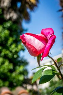 Holiday Home Sofia - 5