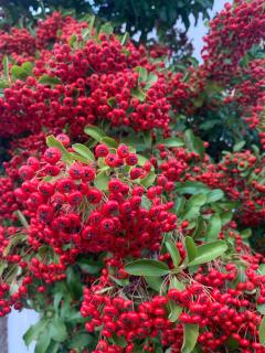 Wolf Cottage Westerham - 4