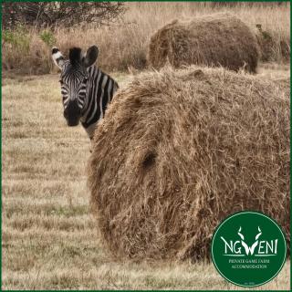 Heelgoed En-Suite Unit at Ngweni Private Game Farm - 7