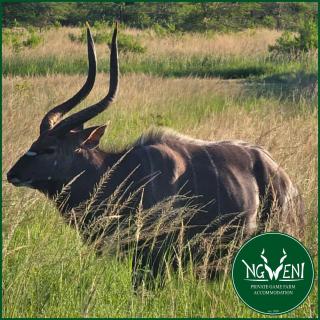 Heelgoed En-Suite Unit at Ngweni Private Game Farm - 8