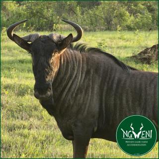 Heelgoed En-Suite Unit at Ngweni Private Game Farm - 9