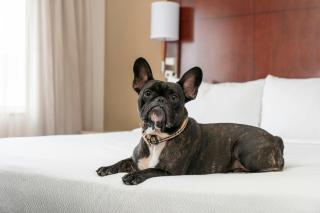 Residence Inn by Marriott San Antonio Six Flags at The RIM - 9