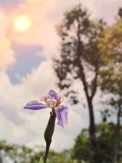 Pousada All Green - Monte Verde - 4