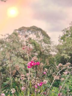 Pousada All Green - Monte Verde - Monte Verde - 1