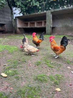 GILS Experience - Ribeira Grande - 9