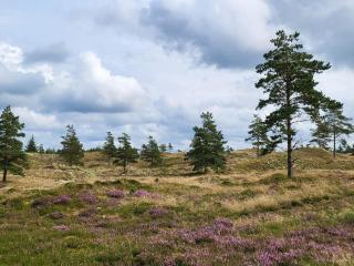 8 person holiday home in Fjerritslev-By Traum - 8