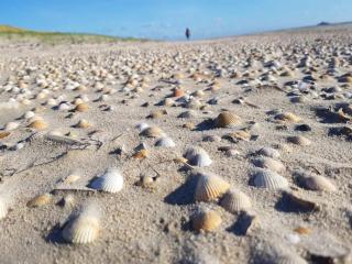 6 person holiday home in Rømø - 2