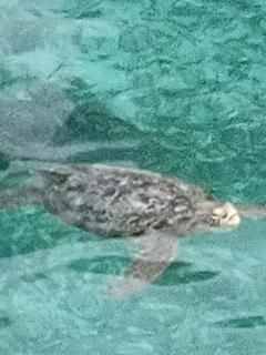 Turtle Garden Lodge - 5