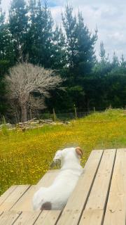 Alojamiento y Desayuno Privado de Lujo C1B - 9