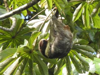 Cabaña Río San Carlos Ecolodge - 1