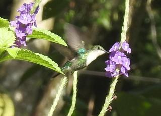 Cabaña Río San Carlos Ecolodge - 3