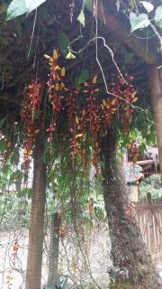 Morada Aguiar - Chalé Kitnet e Suite - 4