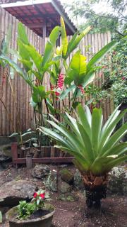 Morada Aguiar - Chalé Kitnet e Suite - Abraão - 5