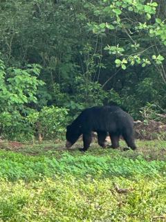 Mayka's luxury holiday homes and Safari Thanamalwila - 8