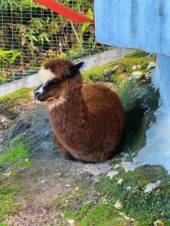 The Cozy Wooden Stay #PalasHorizon#5-7 minutes to Kea Farm - 5