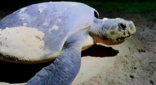 Secret Paradise Resort & Turtle Sanctuary - 8