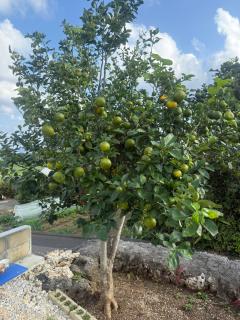 与論島の宿とーとぅがなし - 1