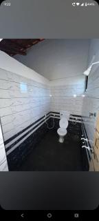 Hostel coconut tree - 5