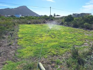 The Mermaid's Tail - 2