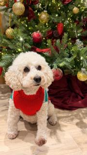 Sandringham House - Saint Helier - 4