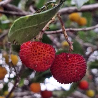 Apartmani Sollei - 7