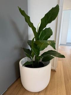 Renovated 3-Bedroom Beach House Sunshine Coast - 5