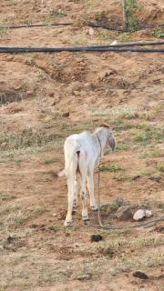 Exit 96 Farm Stay - 2