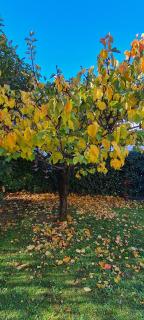 Villa gli Ulivi Chalten Apartment - 3