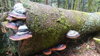 Charmant gîte vosgien avec 9 chambres pour 22 personnes - 1