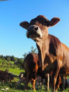 Zeltferien Into The Wäid Zelt Unter Der Esche - 2