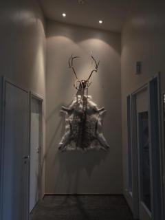 Arctic Fox Rovaniemi - 0