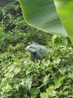 Kaz Coco Bungalow - 6