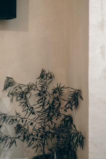 L'Ulivo e il Melograno - Mediterranean Studios - 2