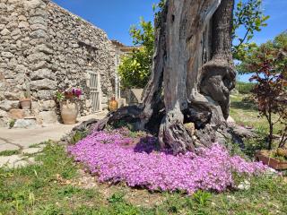 La Nicchia-Trullo - 9