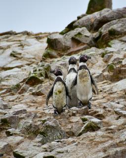 HOSPEDAJE JOSUE - paracas - 6