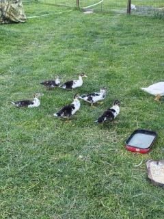 Casa Baraceanu Bran - 1