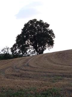 Hof-Ruesch-FeWo-Fohlenkoppel - 1